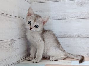 新潟県のシンガプーラ (竹内ペット 新津本店/2026年2月7日生まれ/女の子/セピアアグーティ)の子猫の3枚目の画像