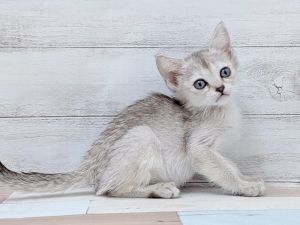 新潟県のシンガプーラ (竹内ペット 新津本店/2026年2月7日生まれ/女の子/セピアアグーティ)の子猫の4枚目の画像