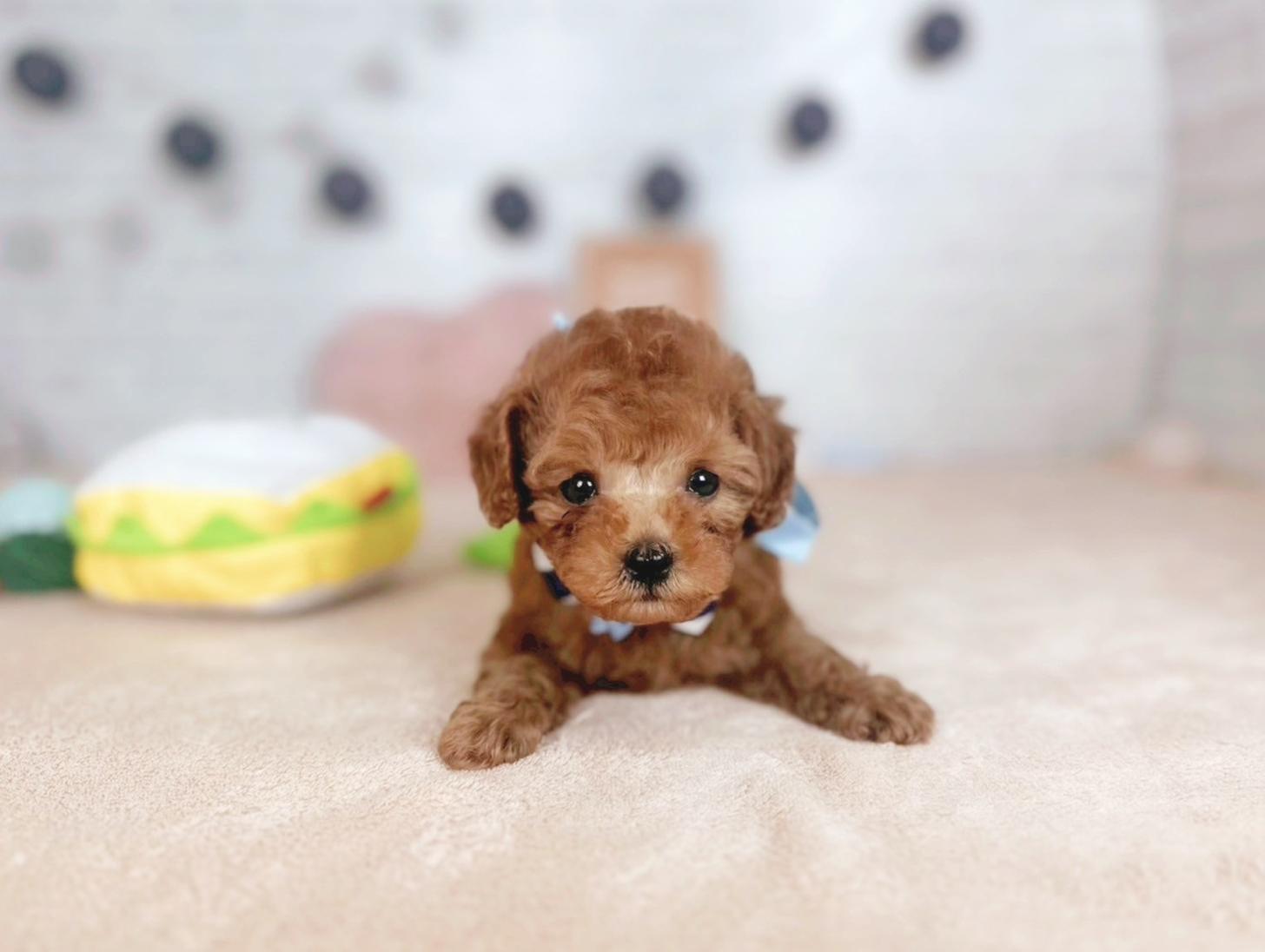 北海道のトイプードル(トイ) (ペットショップだんぼ/2025年5月30日生まれ/男の子/レッド)の子犬の3枚目の画像