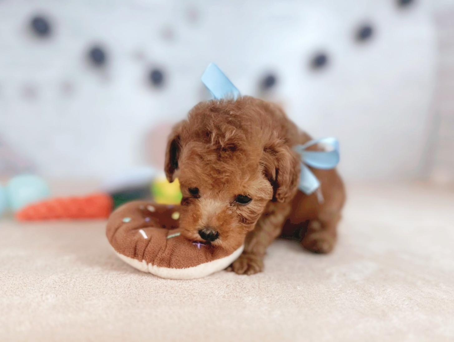 北海道のトイプードル(トイ) (ペットショップだんぼ/2025年5月30日生まれ/男の子/レッド)の子犬の4枚目の画像