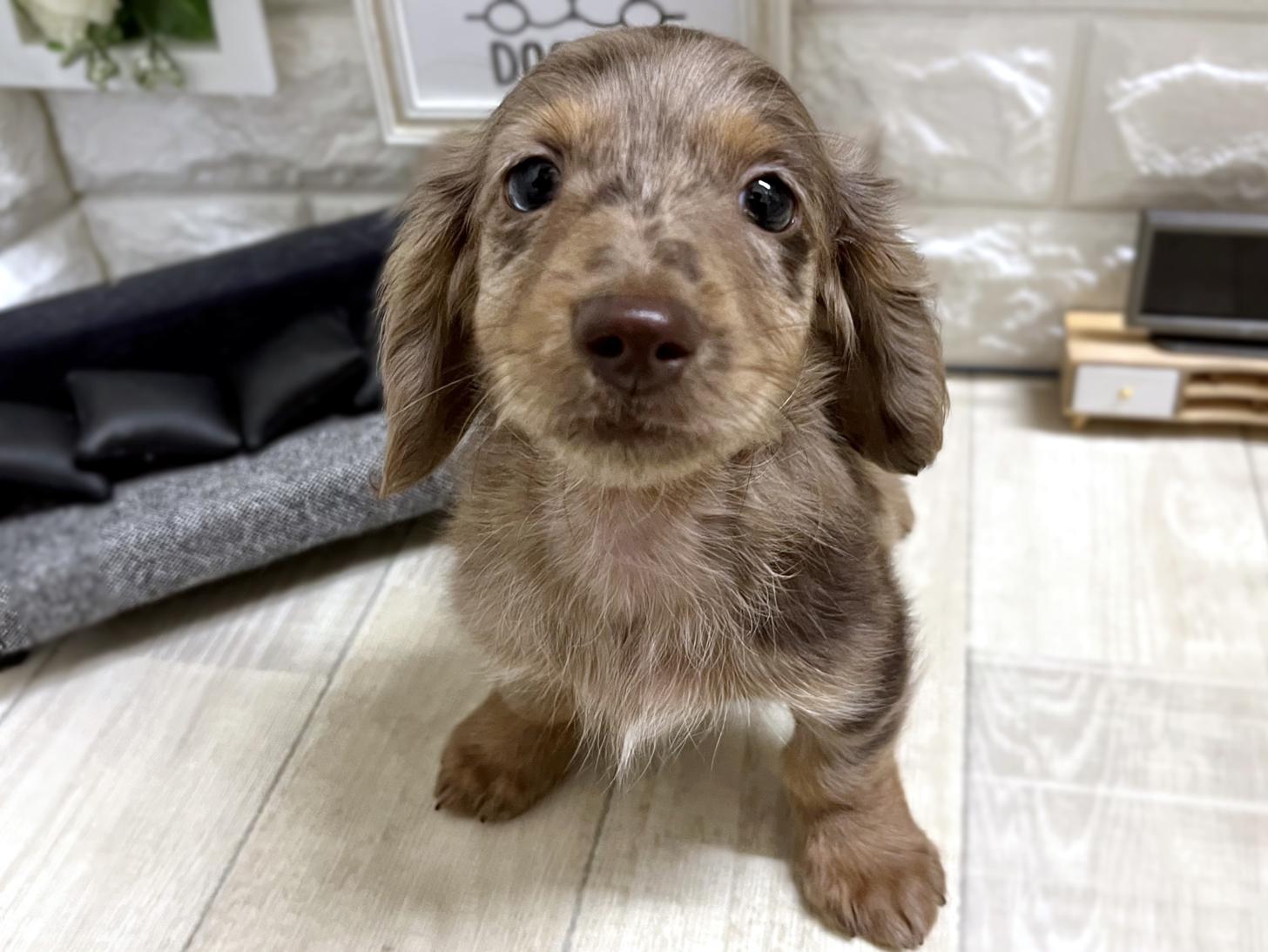 和歌山県のミニチュアダックスフンド(ロング) (DOGMAN和歌山中之島店/2026年1月3日生まれ/男の子/チョコレートダップル)の子犬の1枚目の画像