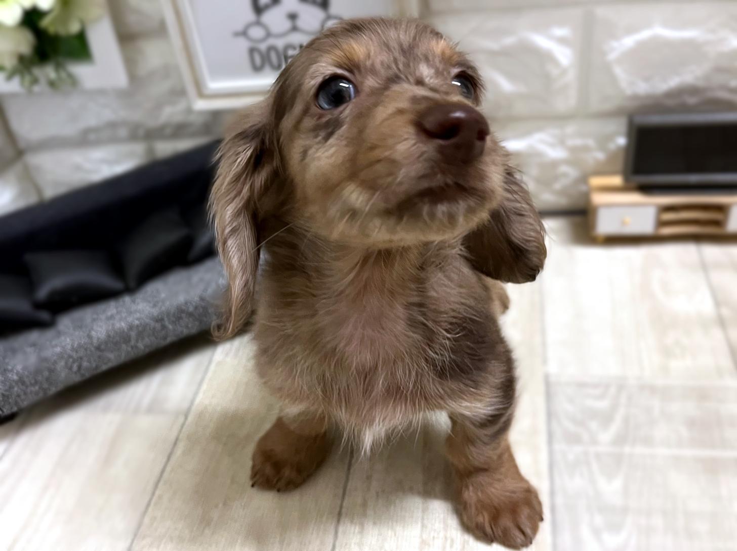 和歌山県のミニチュアダックスフンド(ロング) (DOGMAN和歌山中之島店/2026年1月3日生まれ/男の子/チョコレートダップル)の子犬の2枚目の画像