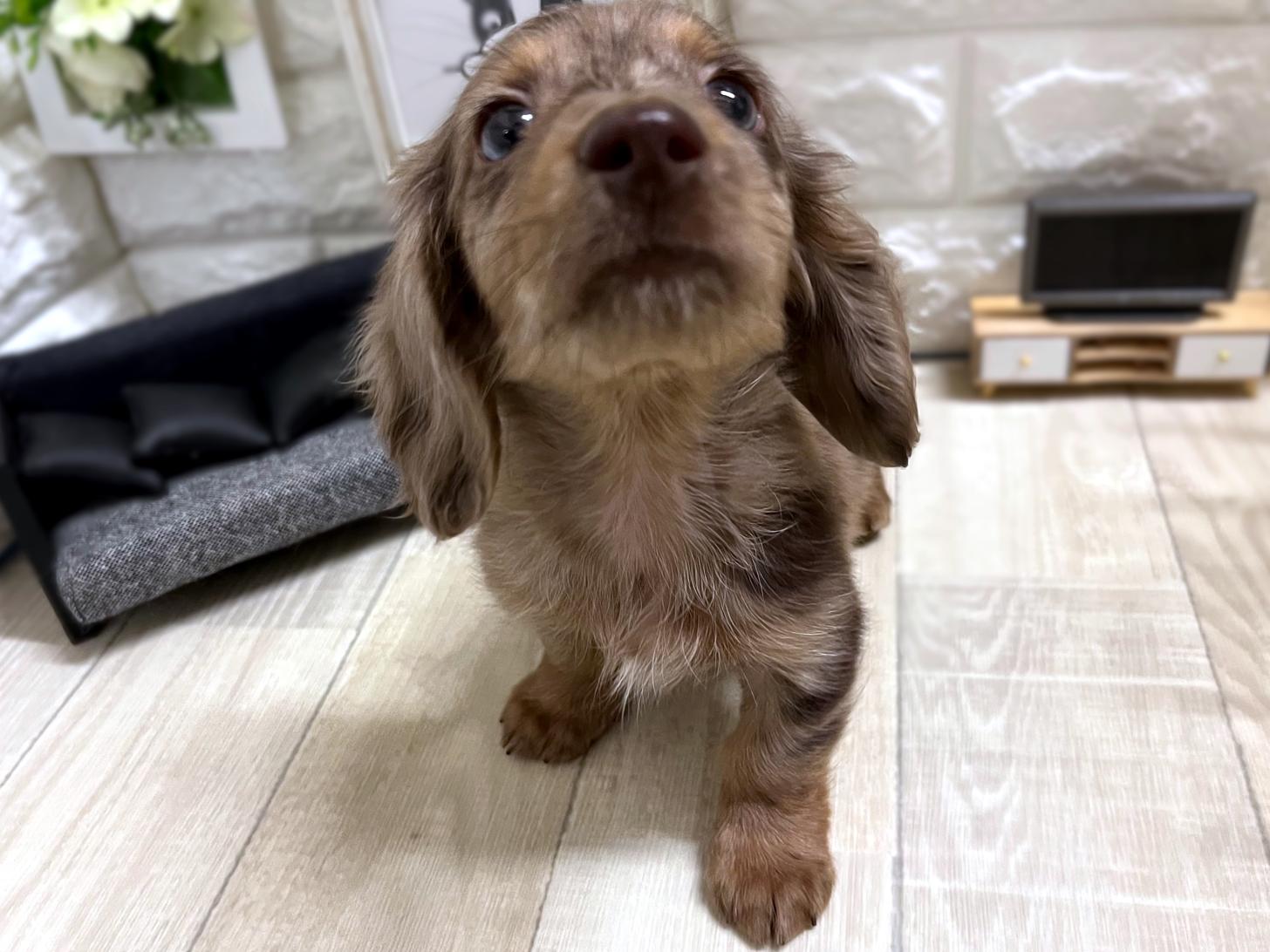 和歌山県のミニチュアダックスフンド(ロング) (DOGMAN和歌山中之島店/2026年1月3日生まれ/男の子/チョコレートダップル)の子犬の3枚目の画像