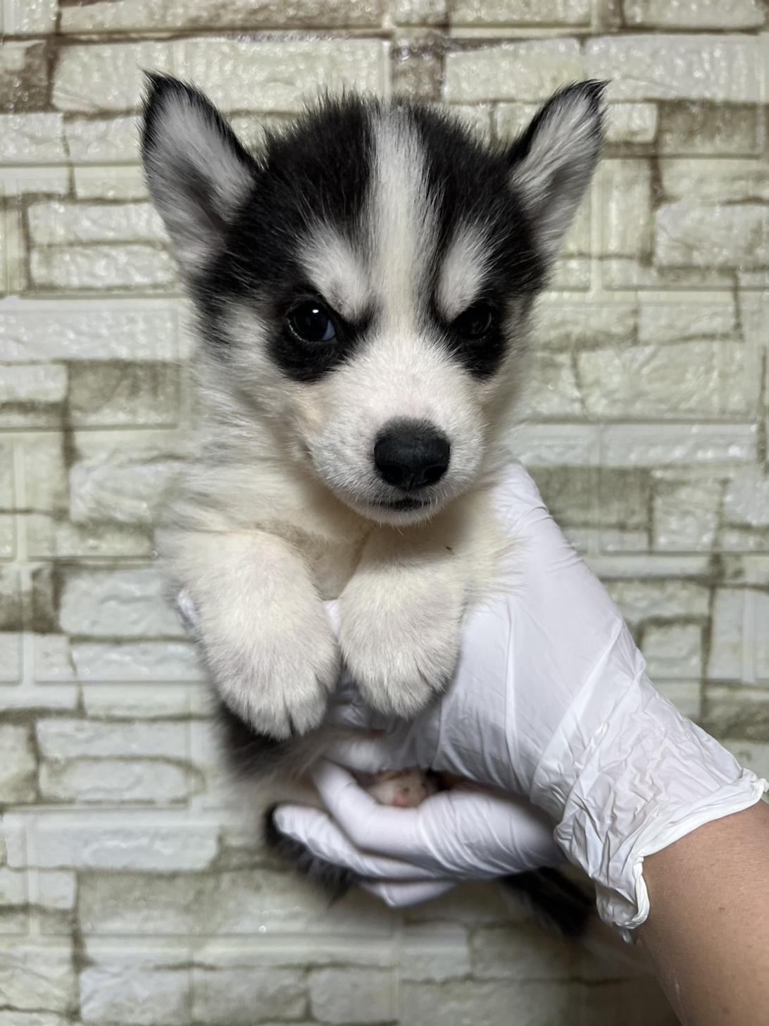 埼玉県のシベリアンハスキー (ペッツスマイル加須インター店/2025年11月30日生まれ/男の子/ブラックホワイト)の子犬の1枚目の画像