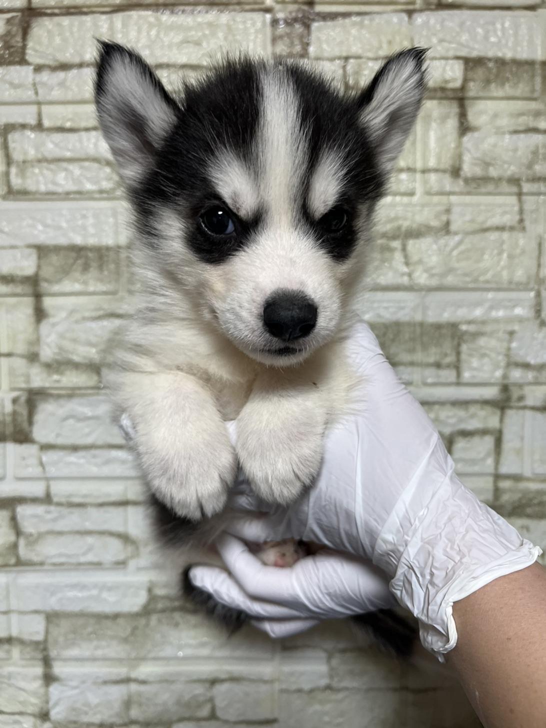 埼玉県のシベリアンハスキー (ペッツスマイル加須インター店/2025年11月30日生まれ/男の子/ブラックホワイト)の子犬の2枚目の画像