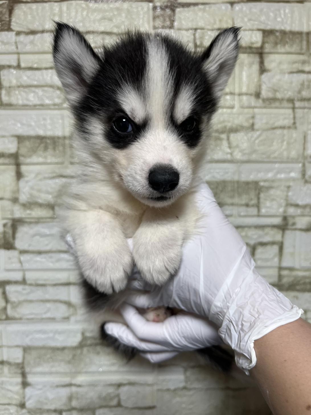 埼玉県のシベリアンハスキー (ペッツスマイル加須インター店/2025年11月30日生まれ/男の子/ブラックホワイト)の子犬の3枚目の画像