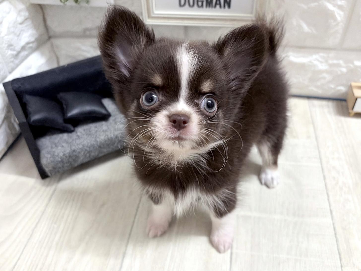 和歌山県のチワワ(ロング) (DOGMAN和歌山中之島店/2026年8月15日生まれ/男の子/チョコレートタンホワイト)の子犬の1枚目の画像
