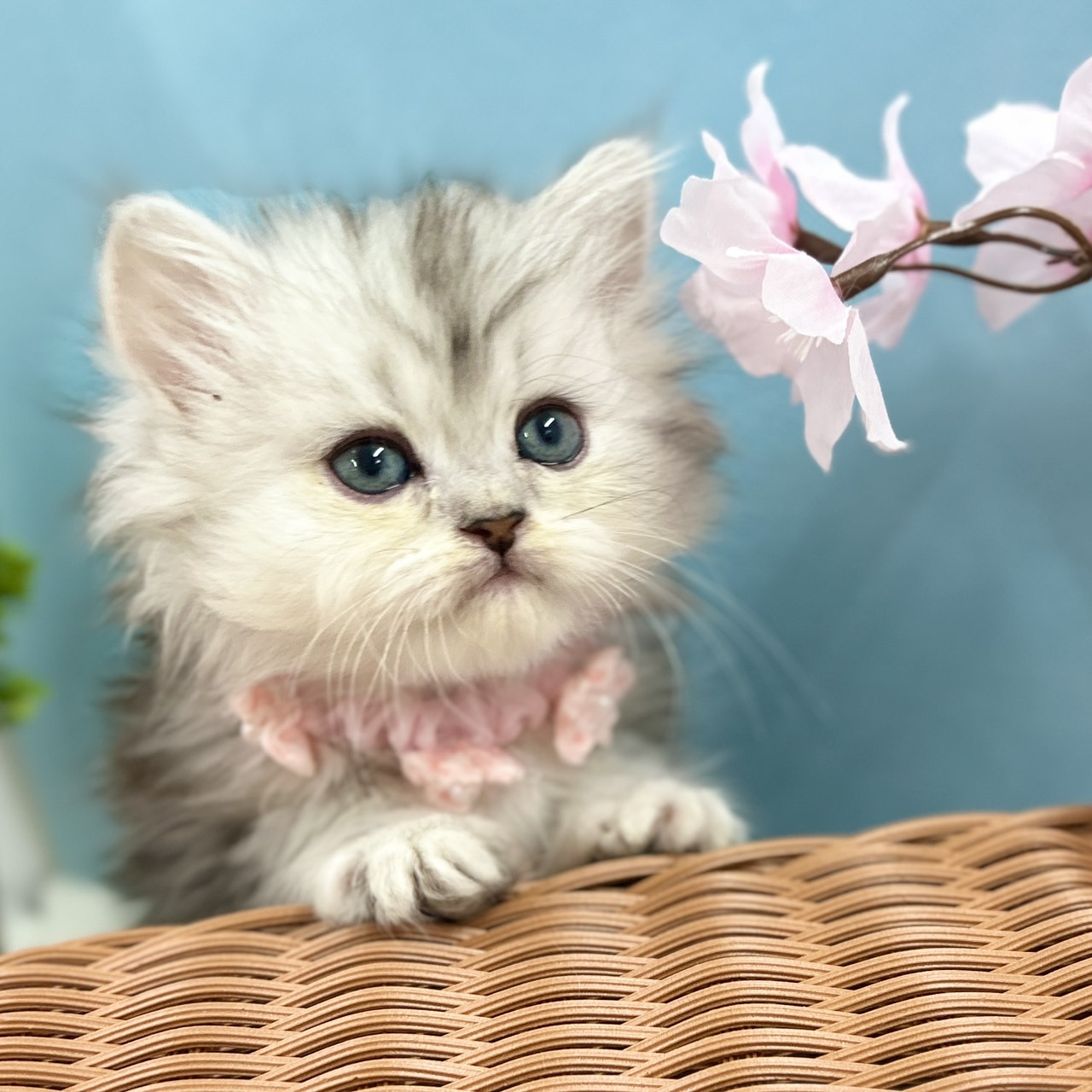 神奈川県のミヌエット (にゃんこハウスPAW/2026年1月29日生まれ/女の子/シルバータビー)の子猫