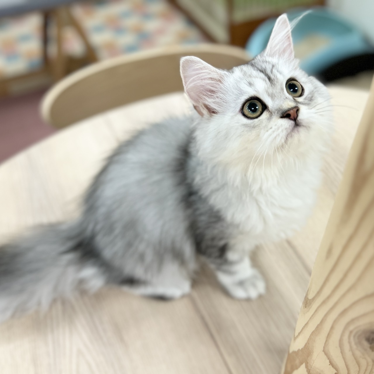 神奈川県のミヌエット (にゃんこハウスPAW/2026年1月29日生まれ/女の子/シルバータビー)の子猫の1枚目の画像