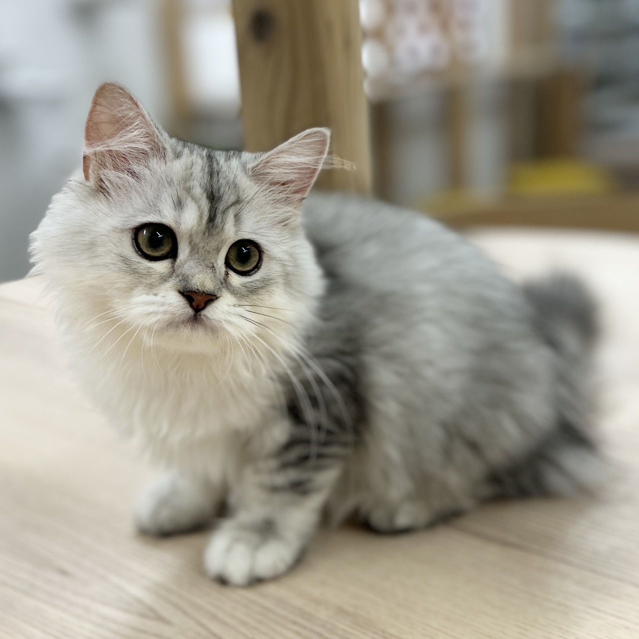 神奈川県のミヌエット (にゃんこハウスPAW/2026年1月29日生まれ/女の子/シルバータビー)の子猫の2枚目の画像