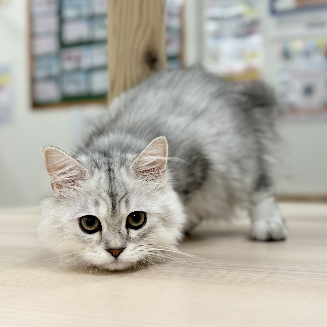 神奈川県のミヌエット (にゃんこハウスPAW/2026年1月29日生まれ/女の子/シルバータビー)の子猫の3枚目の画像