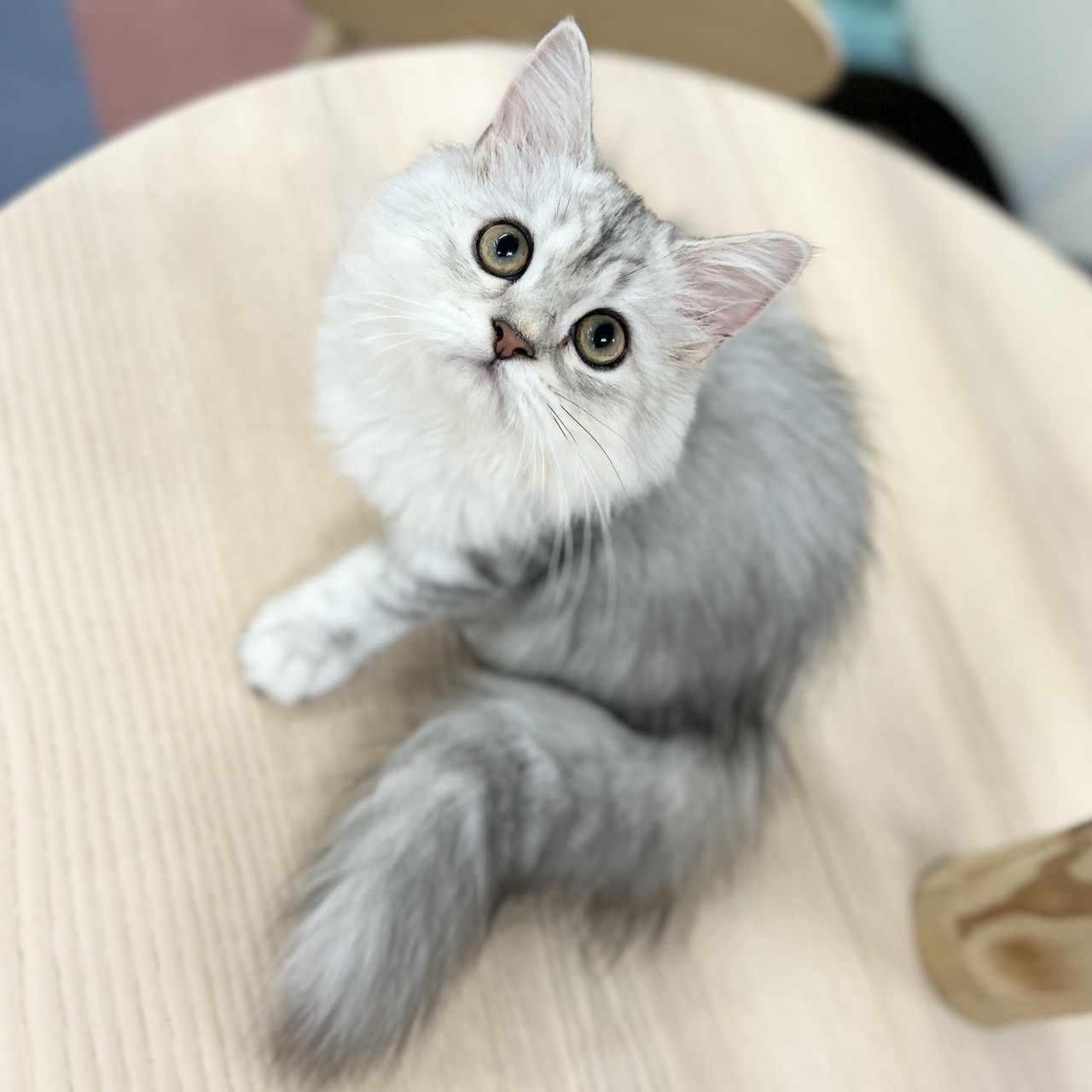 神奈川県のミヌエット (にゃんこハウスPAW/2026年1月29日生まれ/女の子/シルバータビー)の子猫の4枚目の画像
