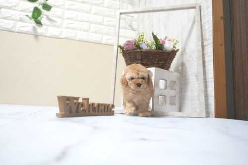 滋賀県のトイプードル(トイ) (いっぷく湖南店/2025年9月9日生まれ/男の子/オレンジフォーン)の子犬の3枚目の画像