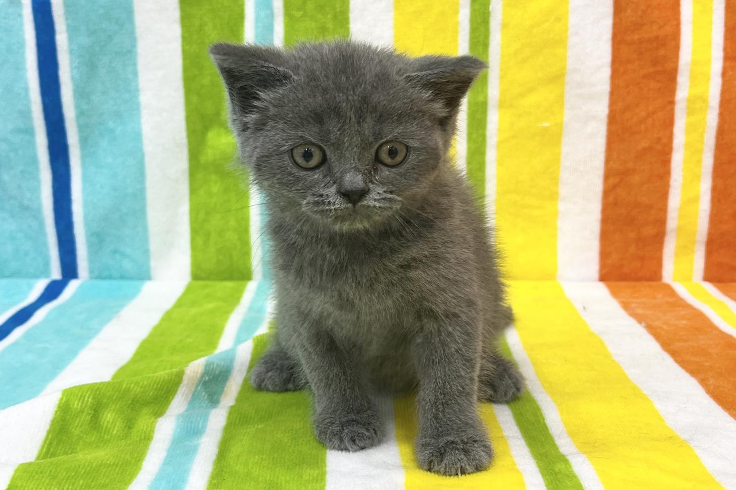 愛知県のブリティッシュショートヘアー (ハピースペット一宮三条アミーゴ店/2026年1月19日生まれ/女の子/ブルー)の子猫の1枚目の画像