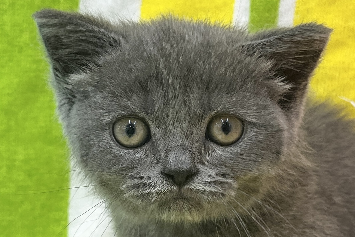 愛知県のブリティッシュショートヘアー (ハピースペット一宮三条アミーゴ店/2026年1月19日生まれ/女の子/ブルー)の子猫の2枚目の画像