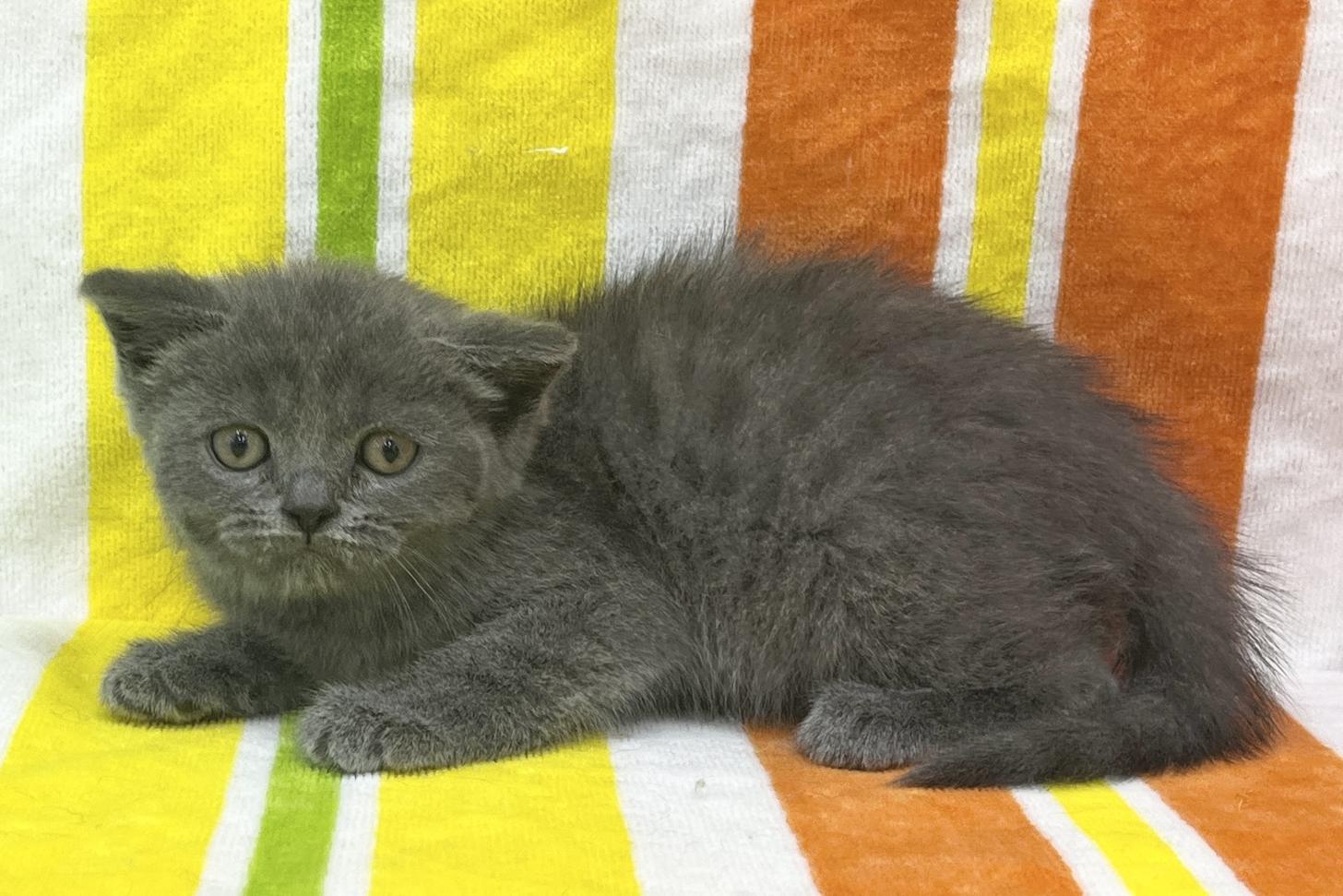 愛知県のブリティッシュショートヘアー (ハピースペット一宮三条アミーゴ店/2026年1月19日生まれ/女の子/ブルー)の子猫の3枚目の画像