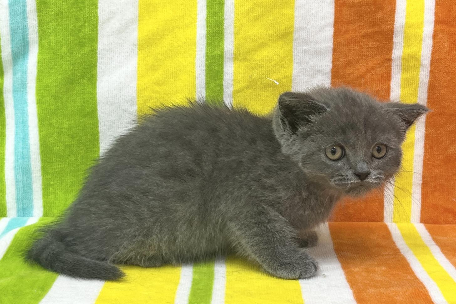 愛知県のブリティッシュショートヘアー (ハピースペット一宮三条アミーゴ店/2026年1月19日生まれ/女の子/ブルー)の子猫の4枚目の画像