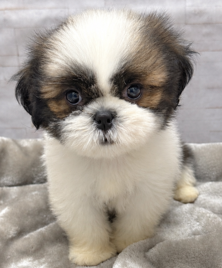 岐阜県のシーズー (ペットプラザ岐阜店/2026年8月2日生まれ/男の子/ゴールドホワイト)の子犬