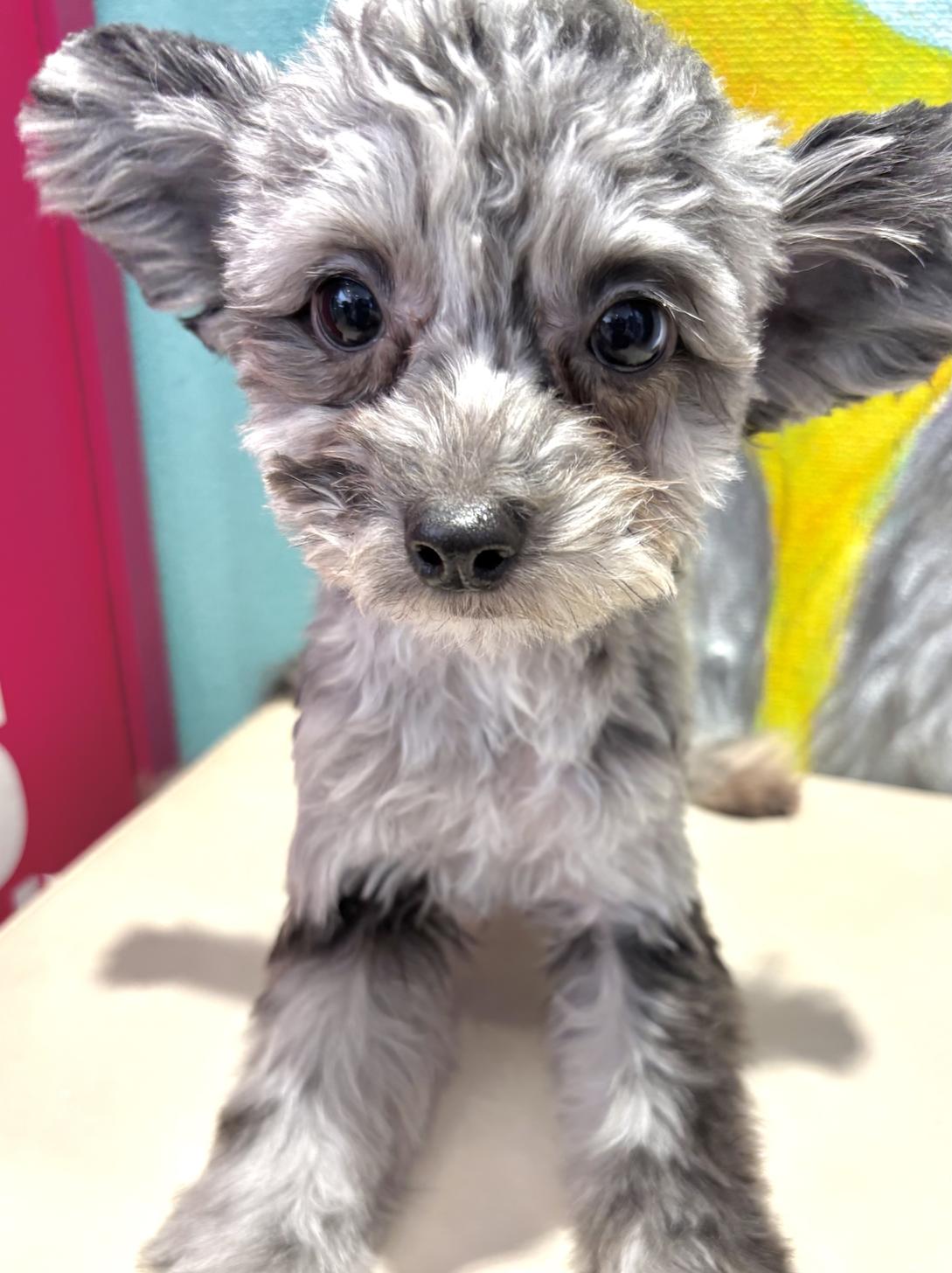 埼玉県のチワプー/プーチー(チワワ×プードル) (ペッツスマイル南中野店/2025年5月6日生まれ/男の子/ブルーマール)の子犬の1枚目の画像