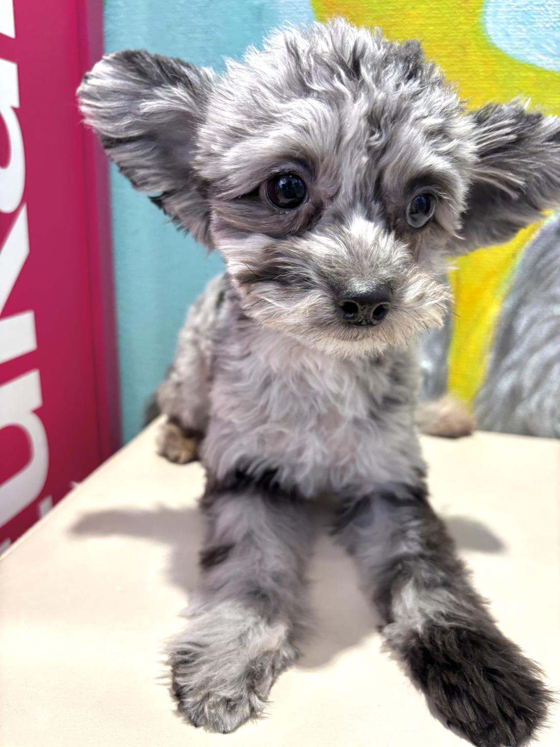 埼玉県のチワプー/プーチー(チワワ×プードル) (ペッツスマイル南中野店/2025年5月6日生まれ/男の子/ブルーマール)の子犬の2枚目の画像