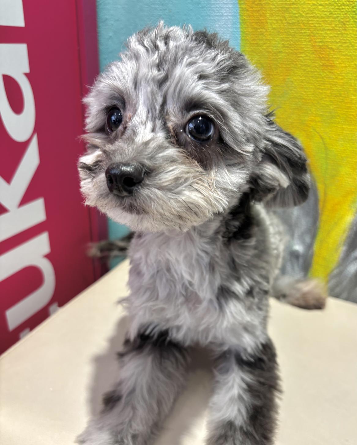 埼玉県のチワプー/プーチー(チワワ×プードル) (ペッツスマイル南中野店/2025年5月6日生まれ/男の子/ブルーマール)の子犬の3枚目の画像