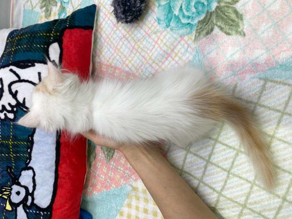 宮城県のマンチカン (ズーズーカンパニー 八乙女店/2025年8月23日生まれ/女の子/クリームタビーホワイト)の子猫の4枚目の画像