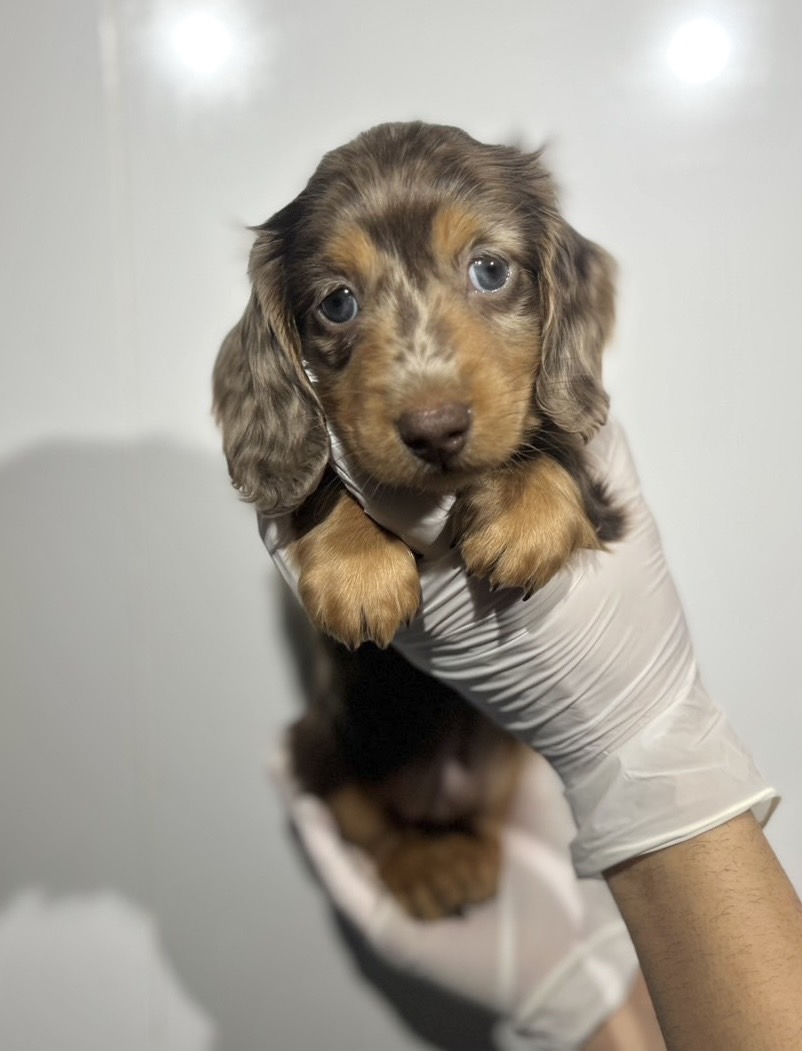 埼玉県のミニチュアダックスフンド(ロング) (ペッツスマイル南中野店/2025年10月24日生まれ/男の子/チョコレートダップル)の子犬の1枚目の画像