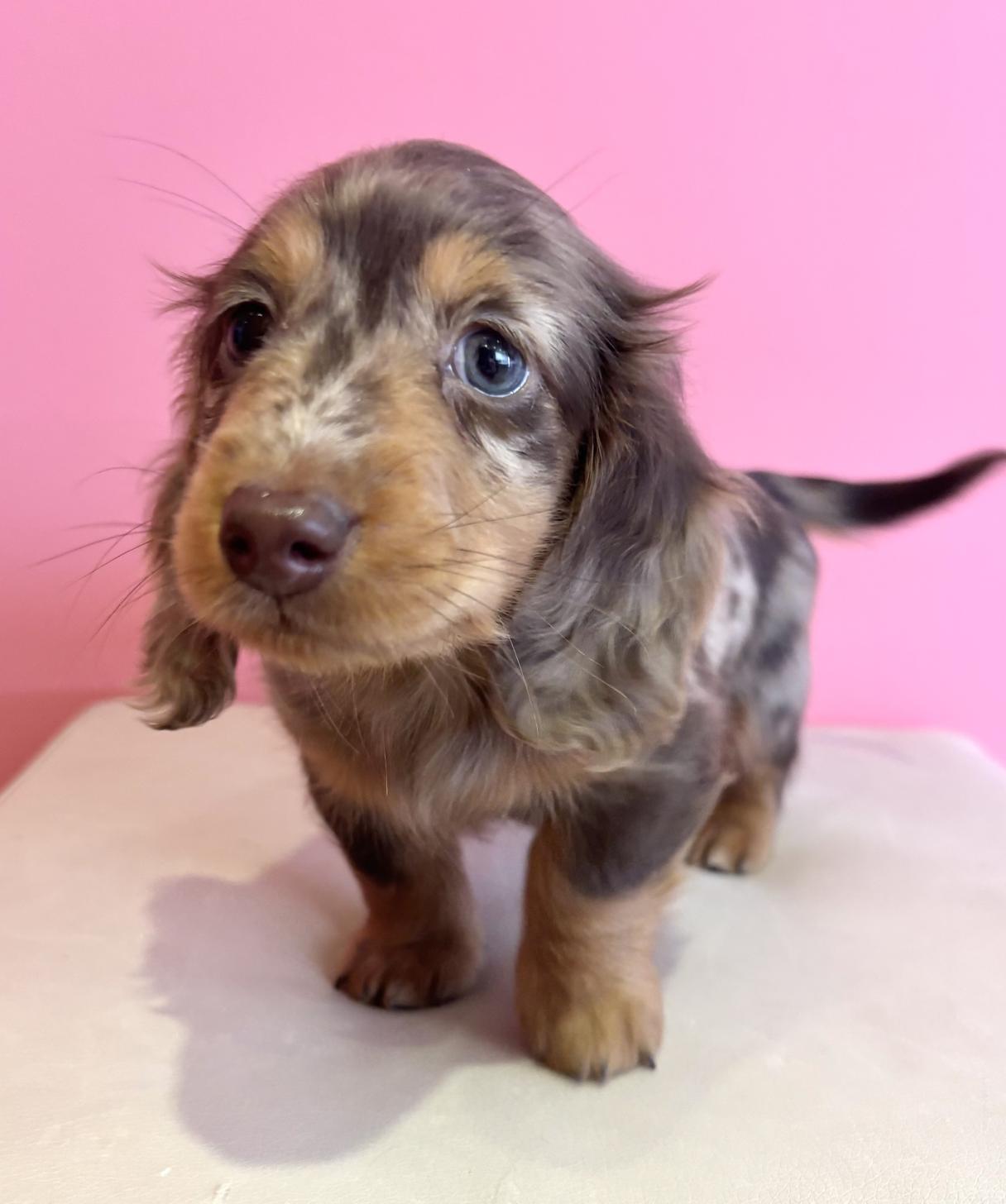 埼玉県のミニチュアダックスフンド(ロング) (ペッツスマイル南中野店/2025年10月24日生まれ/男の子/チョコレートダップル)の子犬の1枚目の画像