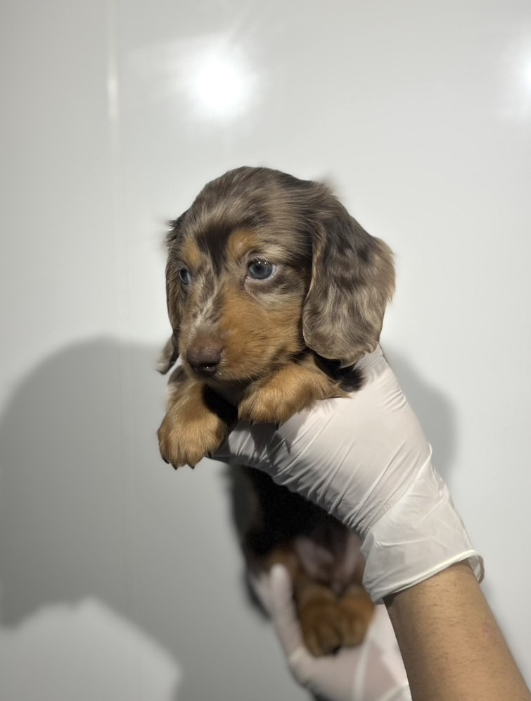 埼玉県のミニチュアダックスフンド(ロング) (ペッツスマイル南中野店/2025年10月24日生まれ/男の子/チョコレートダップル)の子犬の2枚目の画像