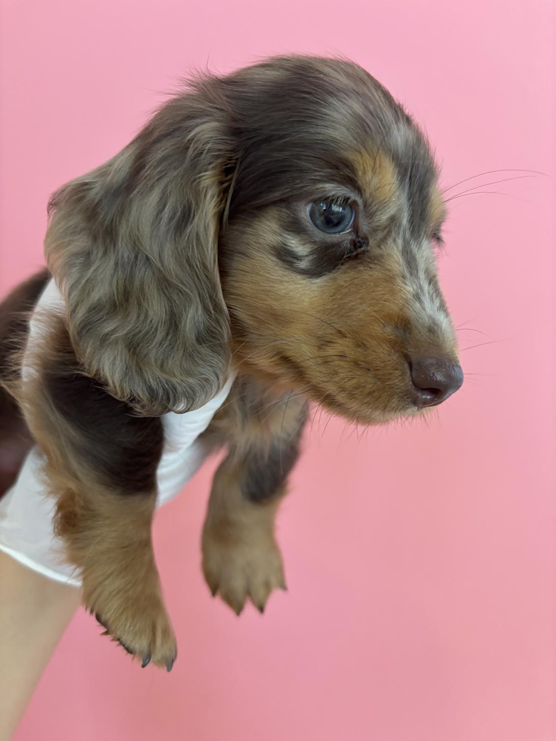 埼玉県のミニチュアダックスフンド(ロング) (ペッツスマイル南中野店/2025年10月24日生まれ/男の子/チョコレートダップル)の子犬の2枚目の画像