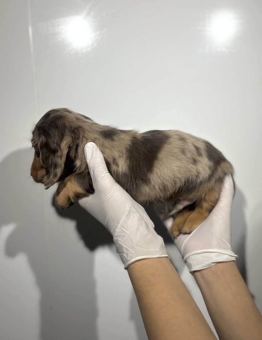 埼玉県のミニチュアダックスフンド(ロング) (ペッツスマイル南中野店/2025年10月24日生まれ/男の子/チョコレートダップル)の子犬の3枚目の画像