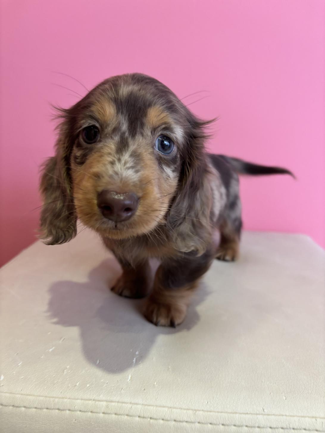 埼玉県のミニチュアダックスフンド(ロング) (ペッツスマイル南中野店/2025年10月24日生まれ/男の子/チョコレートダップル)の子犬の3枚目の画像