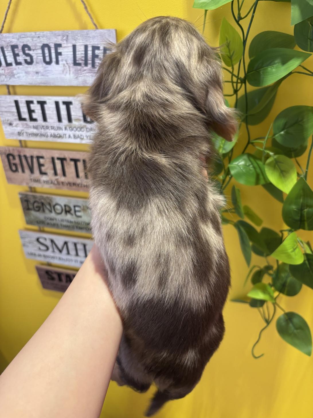 埼玉県のミニチュアダックスフンド(ロング) (ペッツスマイル南中野店/2025年10月24日生まれ/男の子/チョコレートダップル)の子犬の4枚目の画像