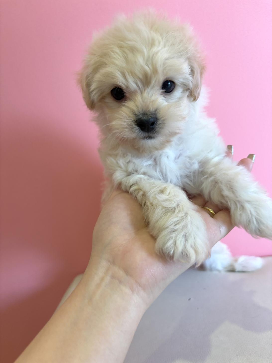 埼玉県のマルプー(マルチーズ×プードル) (ペッツスマイル南中野店/2025年12月5日生まれ/男の子/クリーム)の子犬の1枚目の画像