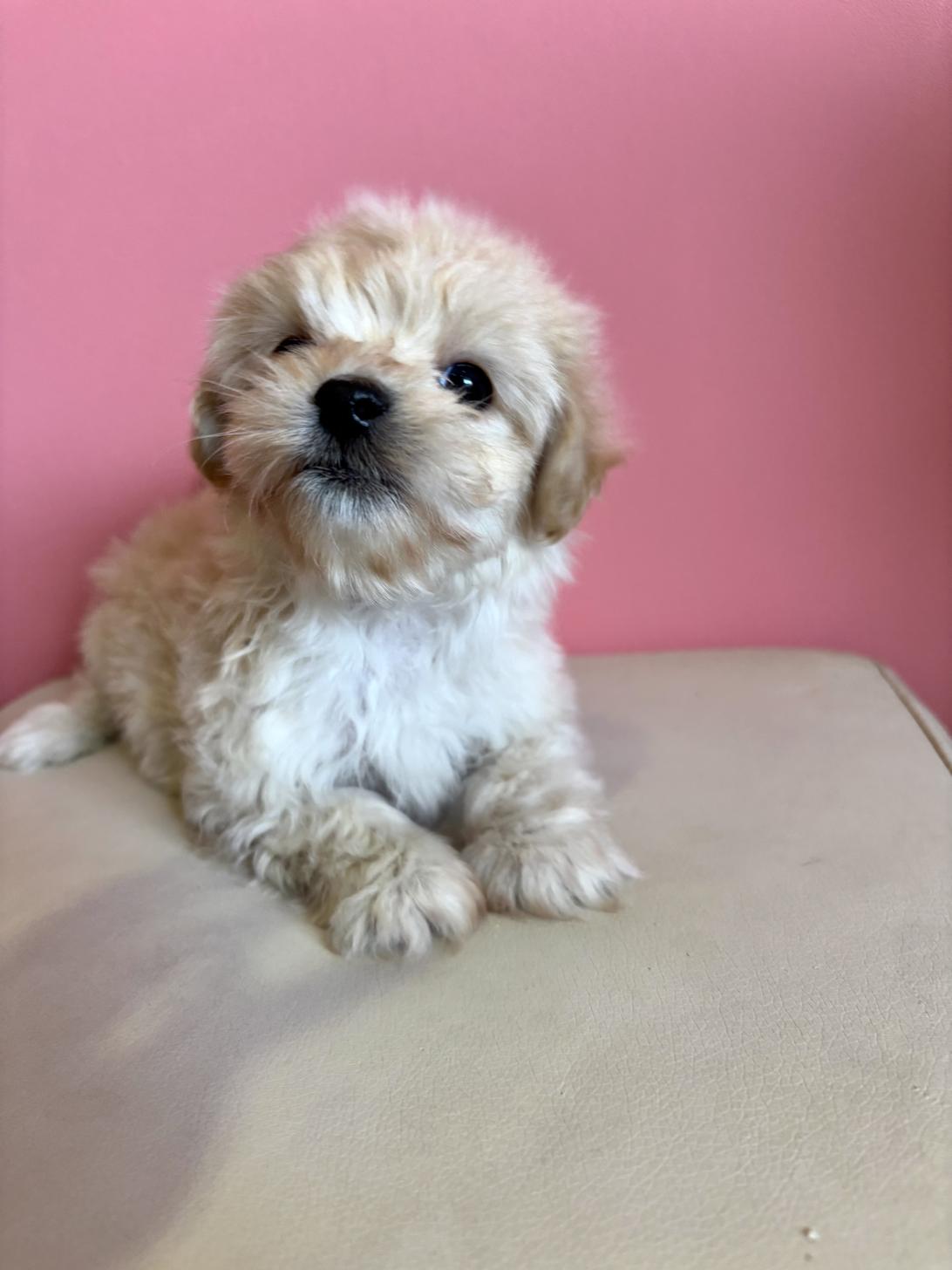 埼玉県のマルプー(マルチーズ×プードル) (ペッツスマイル南中野店/2025年12月5日生まれ/男の子/クリーム)の子犬の2枚目の画像