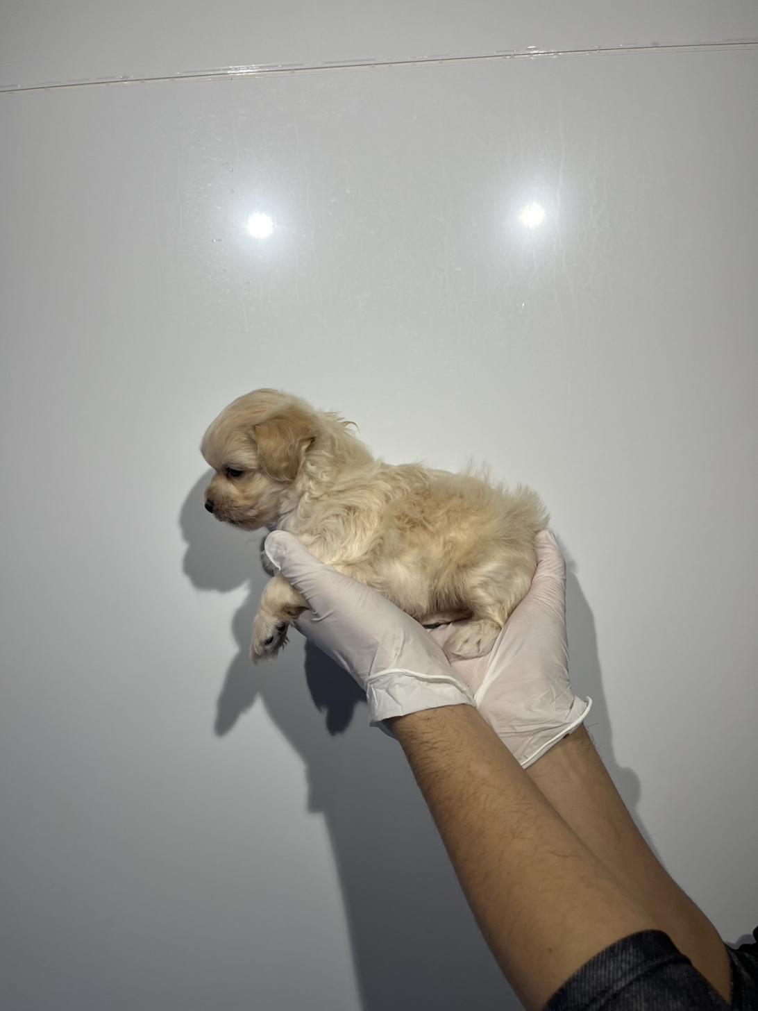 埼玉県のマルプー(マルチーズ×プードル) (ペッツスマイル南中野店/2025年12月5日生まれ/男の子/クリーム)の子犬の3枚目の画像