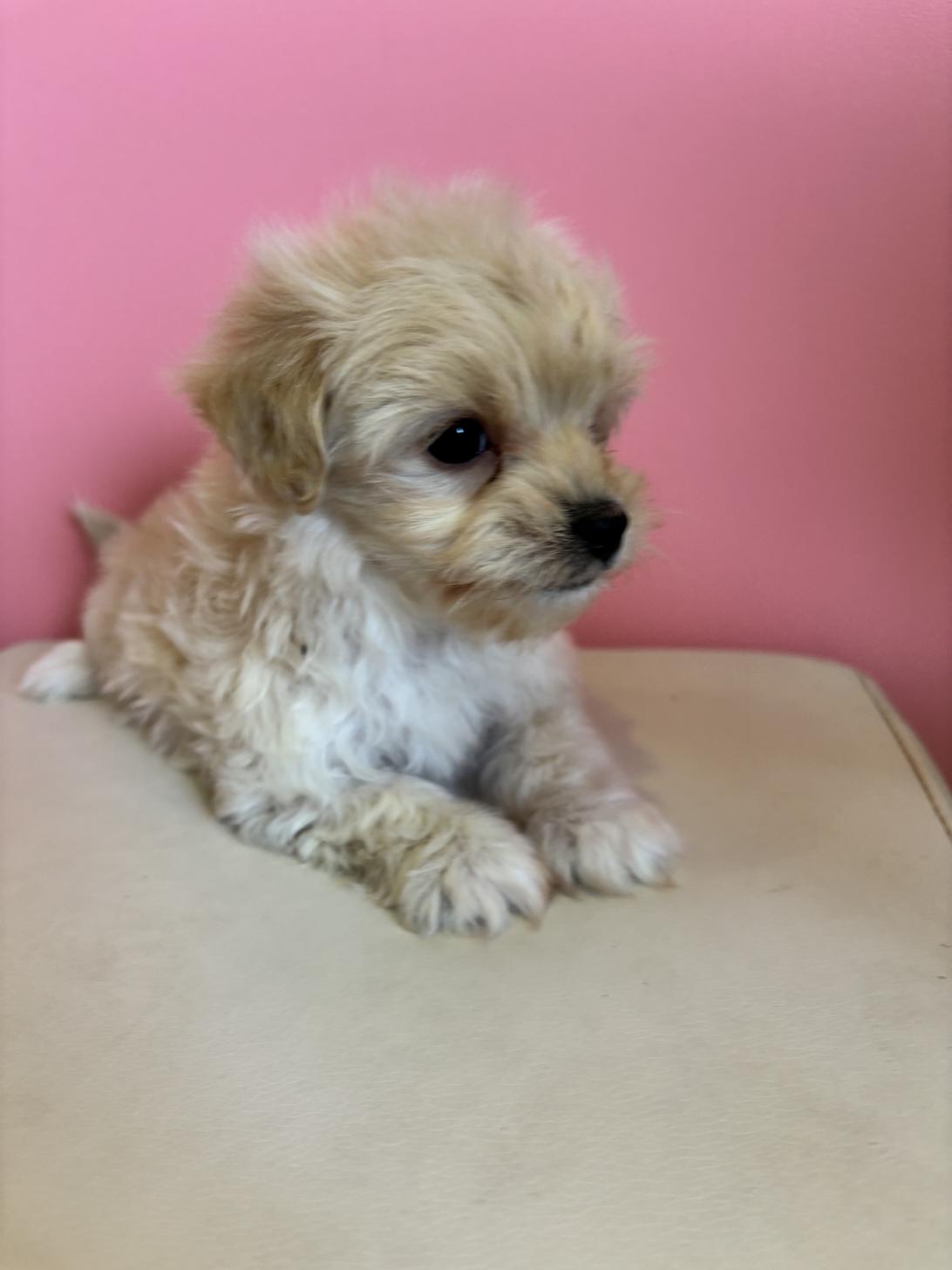 埼玉県のマルプー(マルチーズ×プードル) (ペッツスマイル南中野店/2025年12月5日生まれ/男の子/クリーム)の子犬の4枚目の画像
