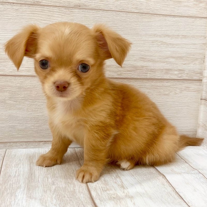 埼玉県のチワックス(チワワ×ダックス) (ペピカファミリー大宮宮原店/2025年8月28日生まれ/女の子/ゴールド)の子犬の1枚目の画像