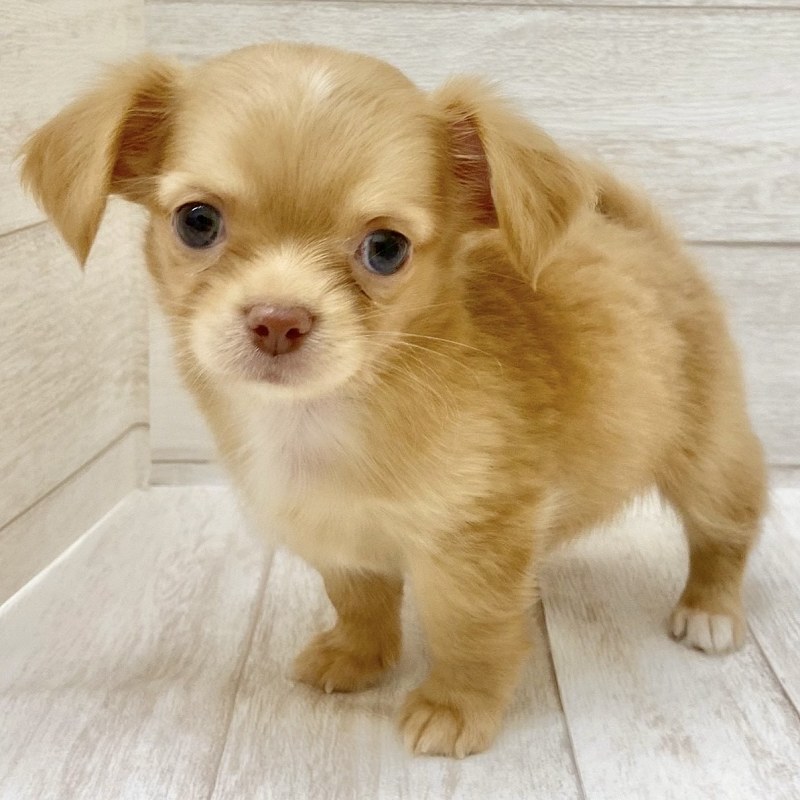 埼玉県のチワックス(チワワ×ダックス) (ペピカファミリー大宮宮原店/2025年8月28日生まれ/女の子/ゴールド)の子犬の2枚目の画像