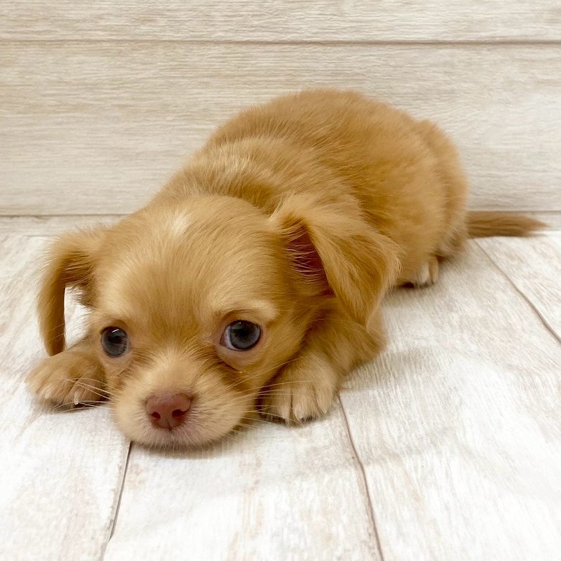 埼玉県のチワックス(チワワ×ダックス) (ペピカファミリー大宮宮原店/2025年8月28日生まれ/女の子/ゴールド)の子犬の3枚目の画像