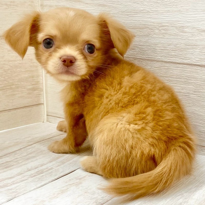 埼玉県のチワックス(チワワ×ダックス) (ペピカファミリー大宮宮原店/2025年8月28日生まれ/女の子/ゴールド)の子犬の4枚目の画像