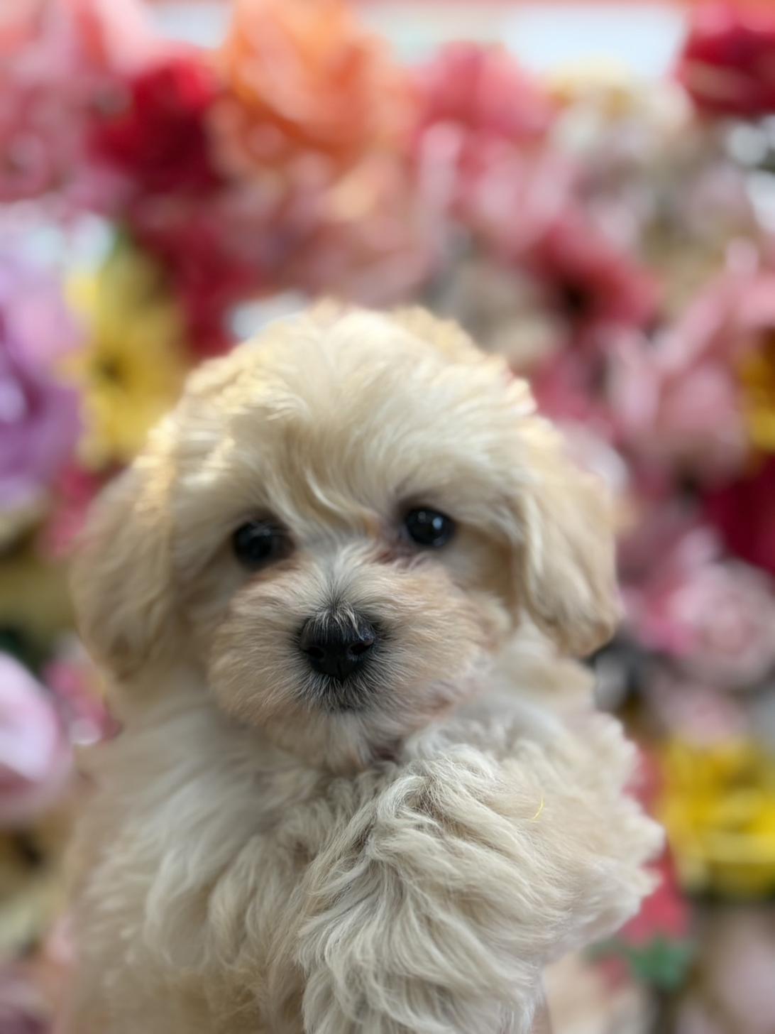 福岡県のマルプー(マルチーズ×プードル) (スタードッグス大牟田店/2025年12月3日生まれ/女の子/クリーム)の子犬の1枚目の画像