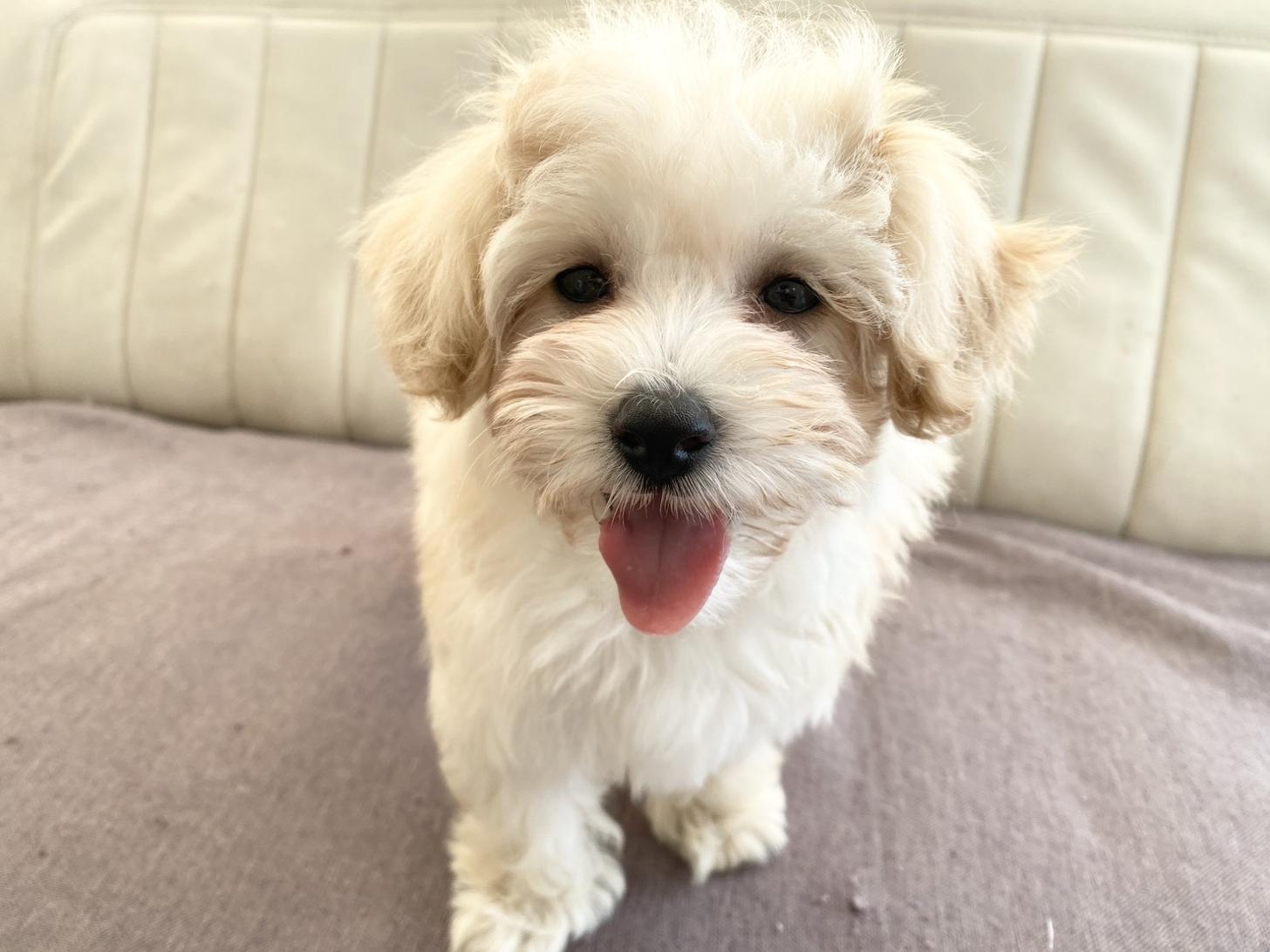 熊本県のマルプー(マルチーズ×プードル) (スタードッグス新熊本店/2025年12月3日生まれ/女の子/クリーム)の子犬