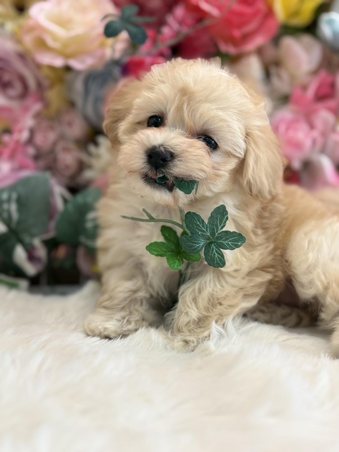 福岡県のマルプー(マルチーズ×プードル) (スタードッグス大牟田店/2025年12月3日生まれ/女の子/クリーム)の子犬の2枚目の画像