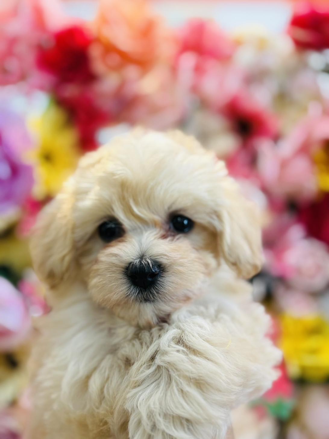 福岡県のマルプー(マルチーズ×プードル) (スタードッグス大牟田店/2025年12月3日生まれ/女の子/クリーム)の子犬の3枚目の画像