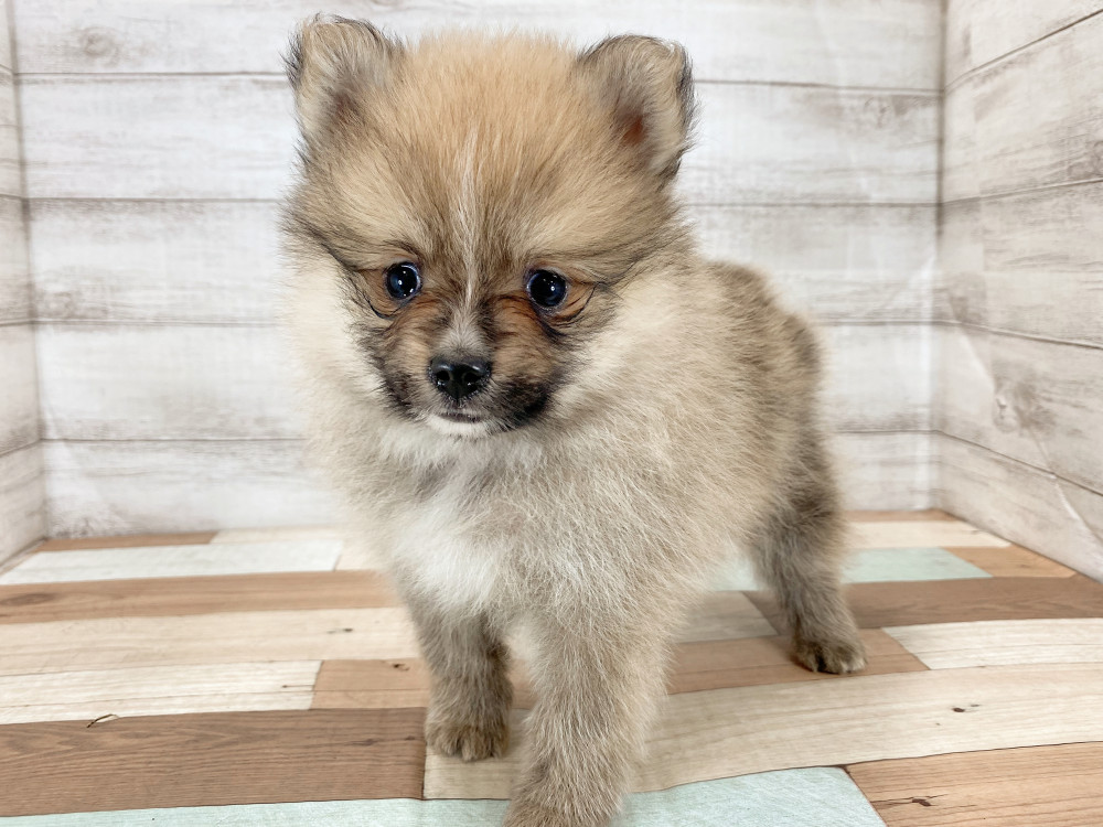 新潟県のポメラニアン (竹内ペット 新津本店/2026年5月4日生まれ/男の子/オレンジ)の子犬の1枚目の画像