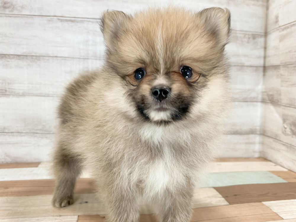 新潟県のポメラニアン (竹内ペット 新津本店/2026年5月4日生まれ/男の子/オレンジ)の子犬の2枚目の画像