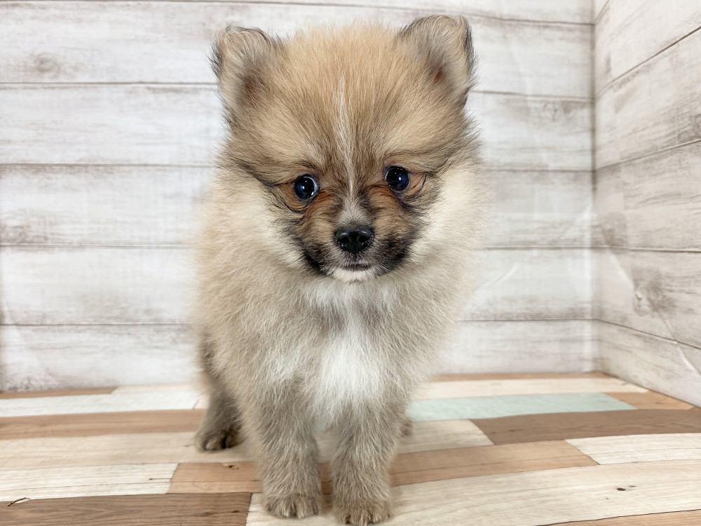 新潟県のポメラニアン (竹内ペット 新津本店/2026年5月4日生まれ/男の子/オレンジ)の子犬の3枚目の画像