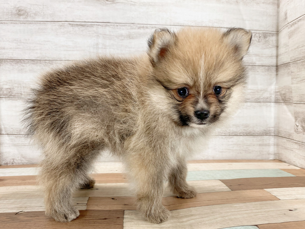新潟県のポメラニアン (竹内ペット 新津本店/2026年5月4日生まれ/男の子/オレンジ)の子犬の4枚目の画像