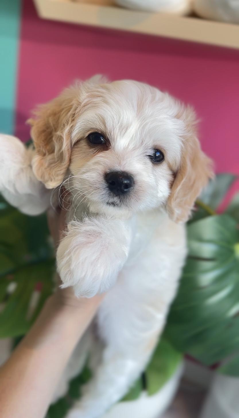 埼玉県のキャバプー(キャバリア×プードル) (PET SHOP Tiny tales/2025年11月6日生まれ/女の子/ブレンハイム)の子犬の1枚目の画像